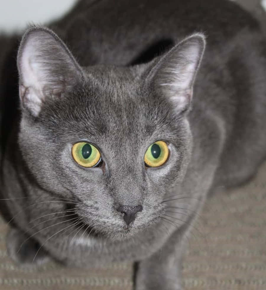 Russian Blue Curious Grey Cat Picture