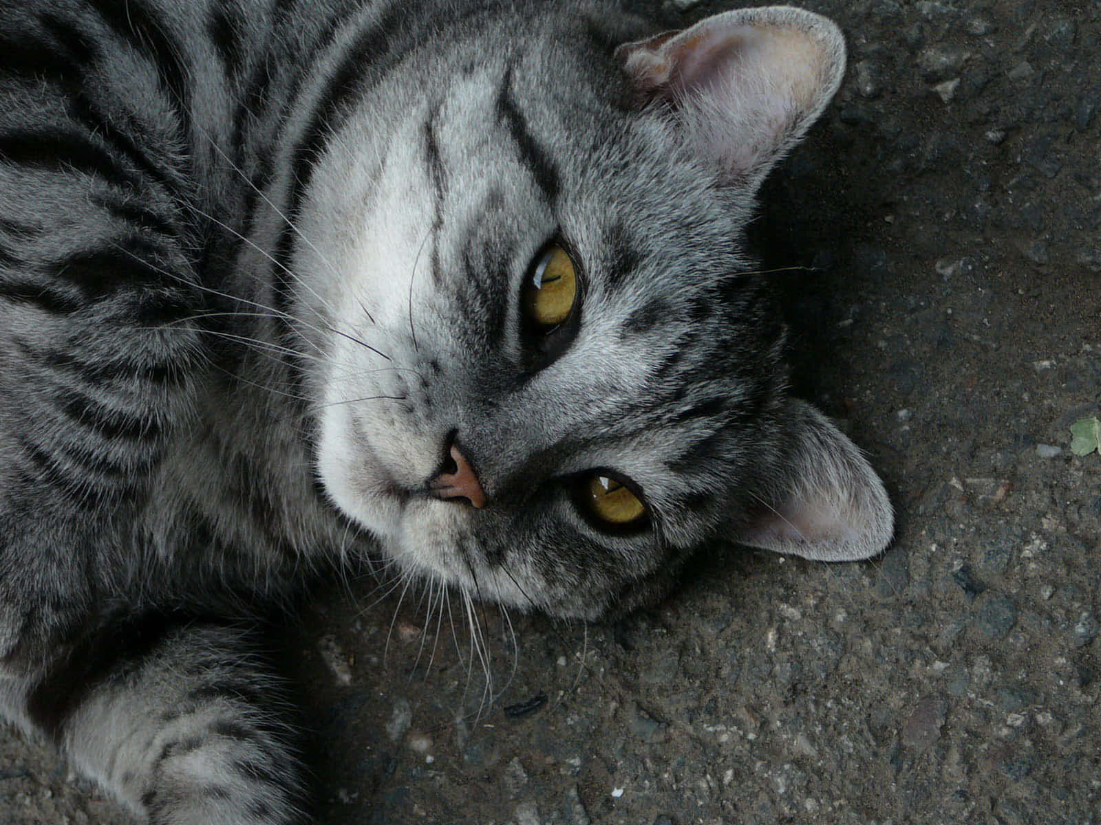 Tabby Grey Cat Yellow Eyes Picture