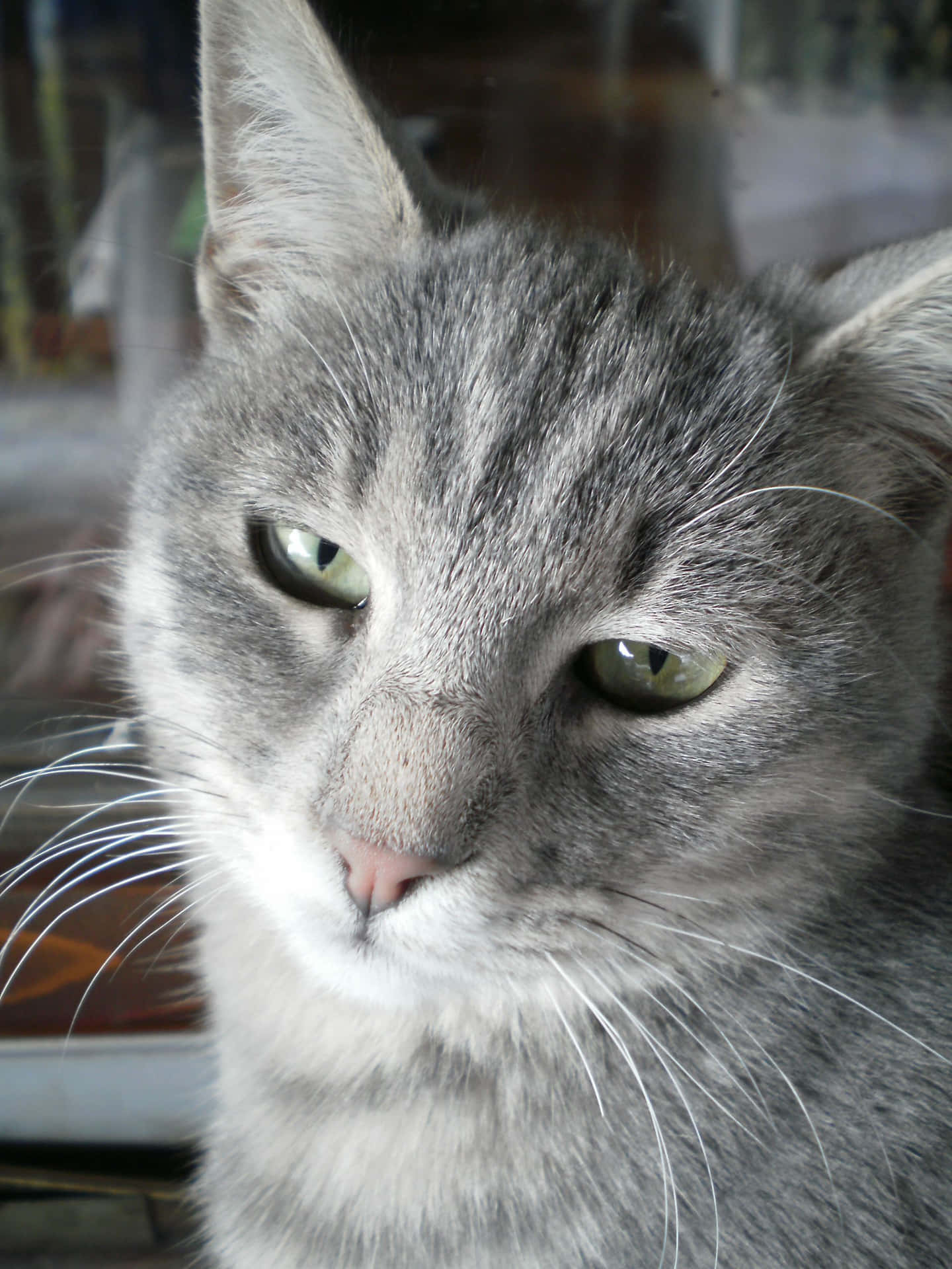 Domestic Short Haired Grey Cat Picture