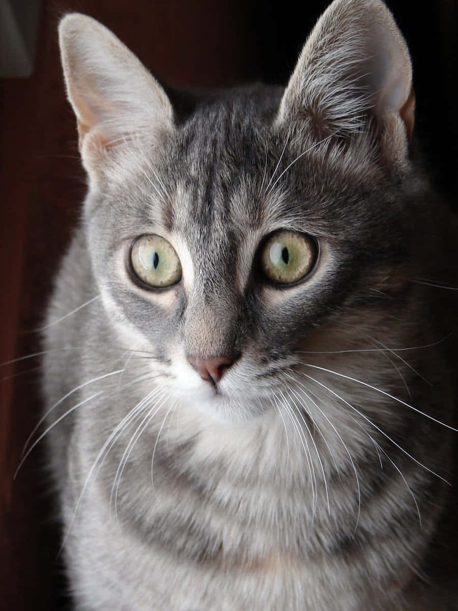 Funny Grey Tabby Cat Picture