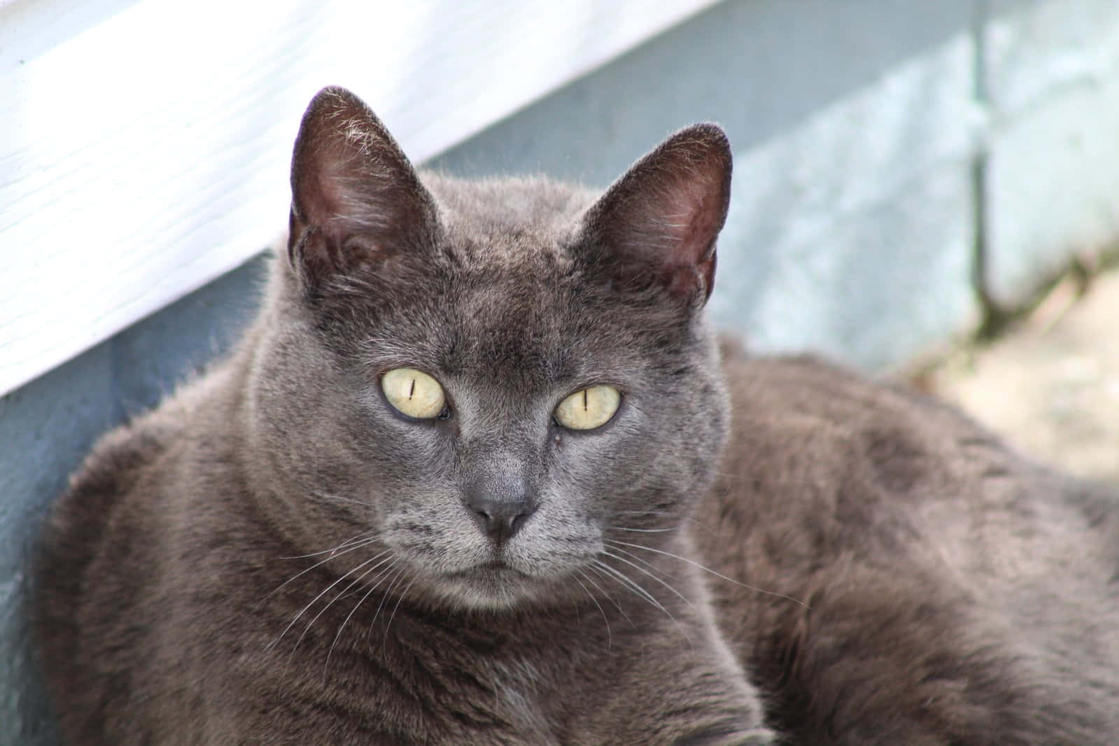 Russian Blue Adult Grey Cat Picture