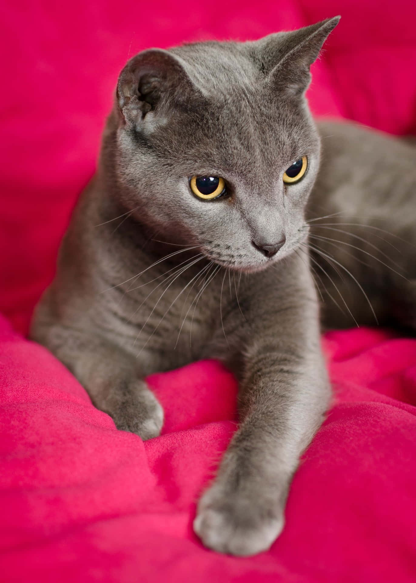 Adorable Grey Cat Lounging in Tranquility