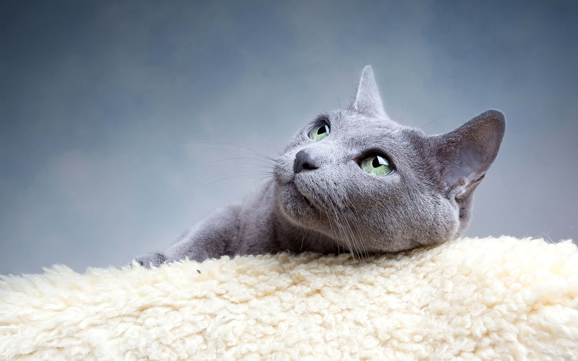 Russian Blue Grey Cat Portrait Picture