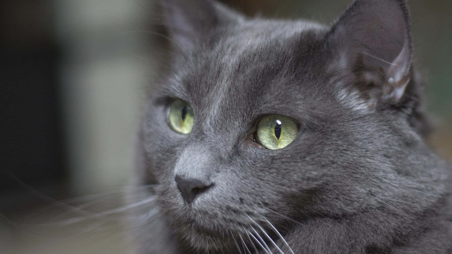 Russian Blue Grey Cat Green Eyes Picture