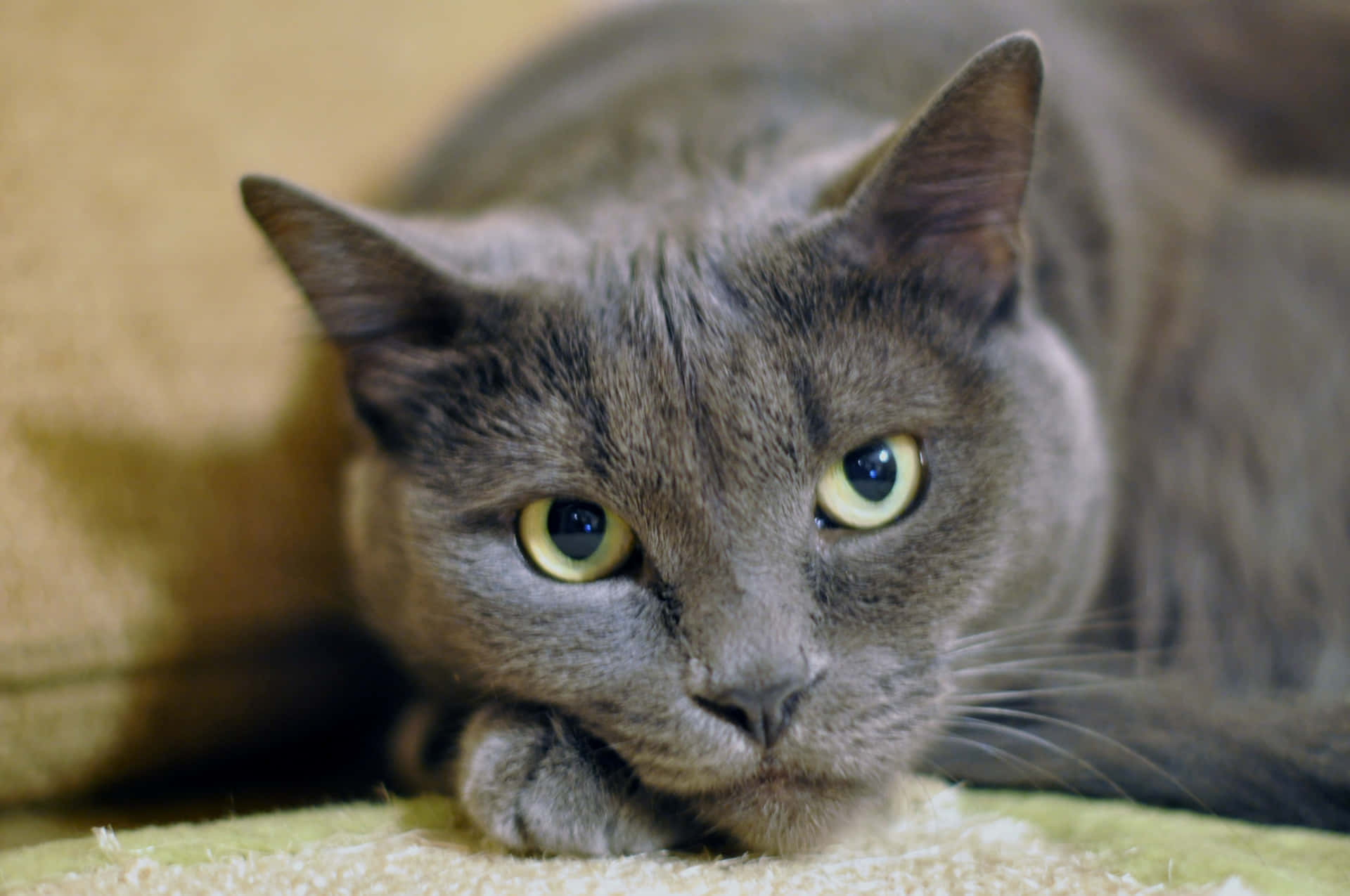 Chartreux Grey Cat Closeup Picture