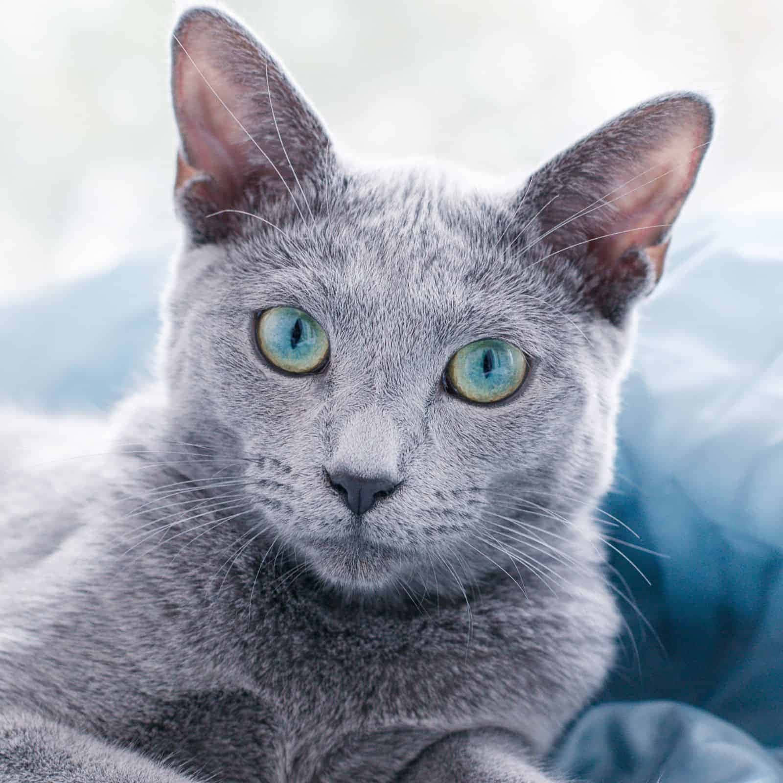 Russian Blue Grey Cat Blue Eyes Picture