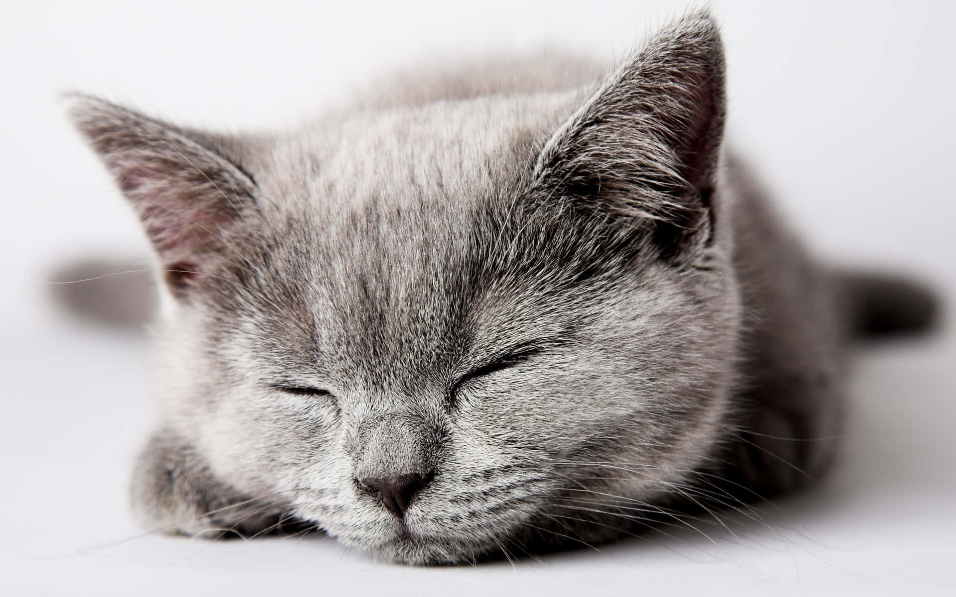 British Shorthair Grey Cat Sleeping Picture