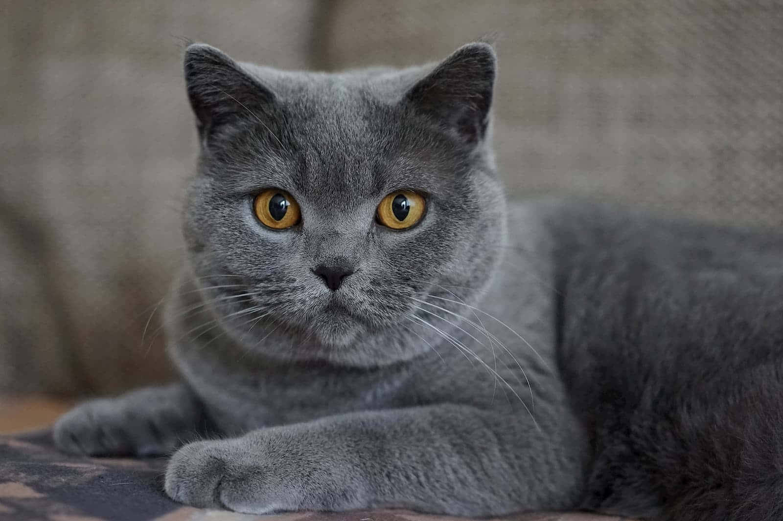 British Shorthair Shocked Grey Cat Picture