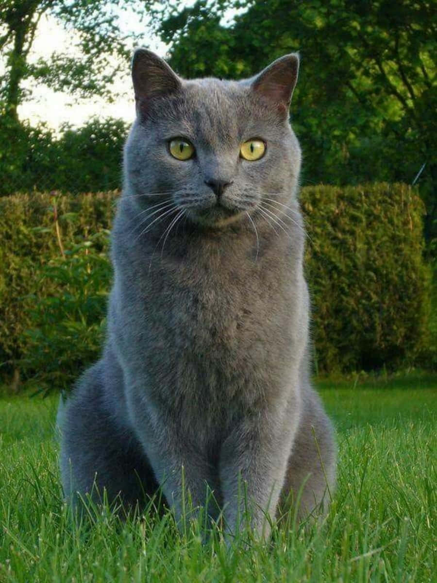 Chartreux Grey Cat Grass Picture
