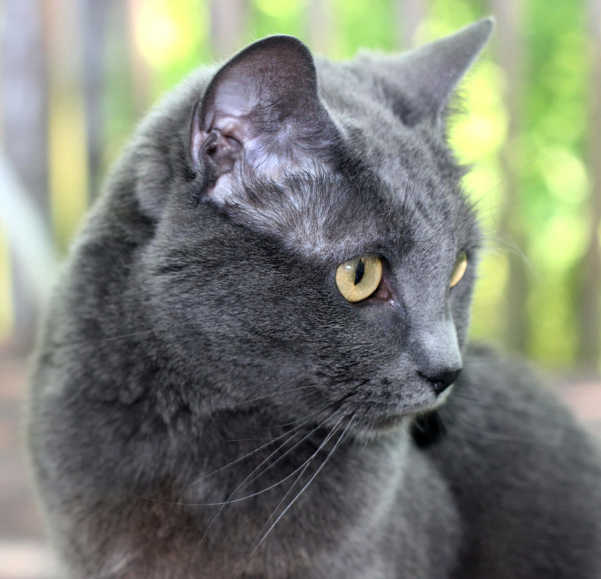 Chartreux Grey Pet Cat Nature Picture