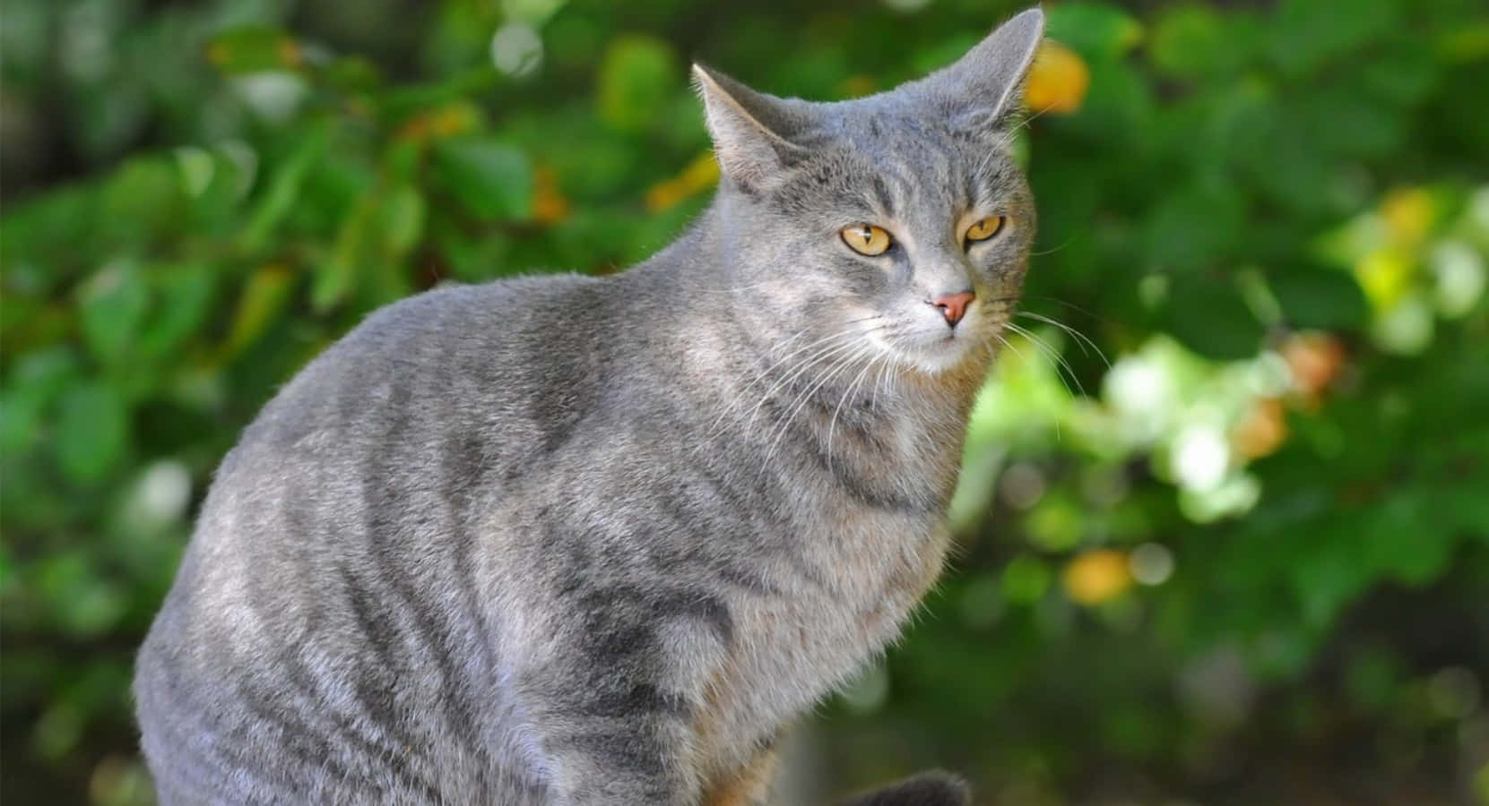 Tabby Grey Cat Nature Picture