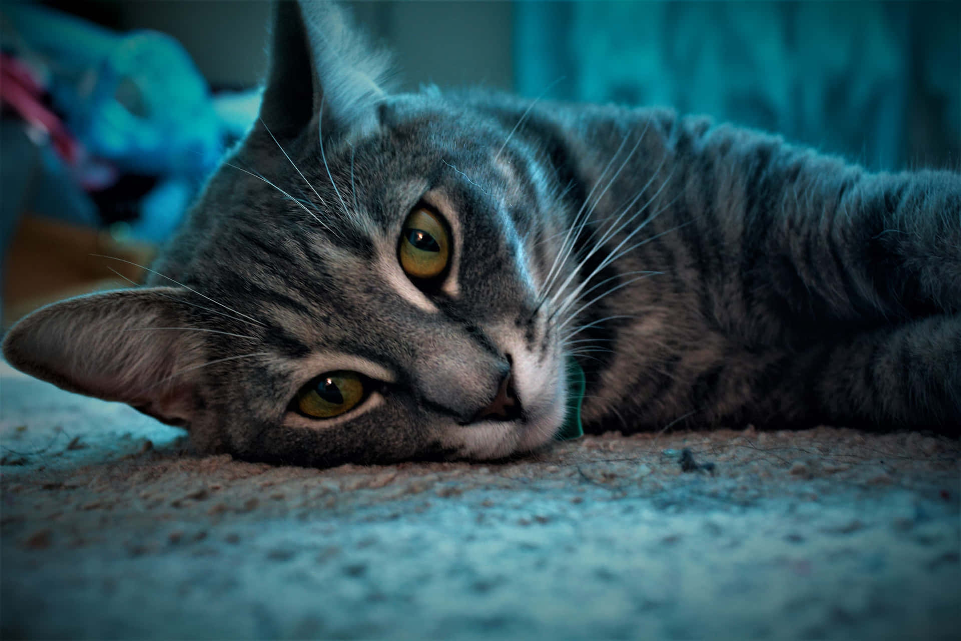 Cinematic Tabby Grey Cat Picture