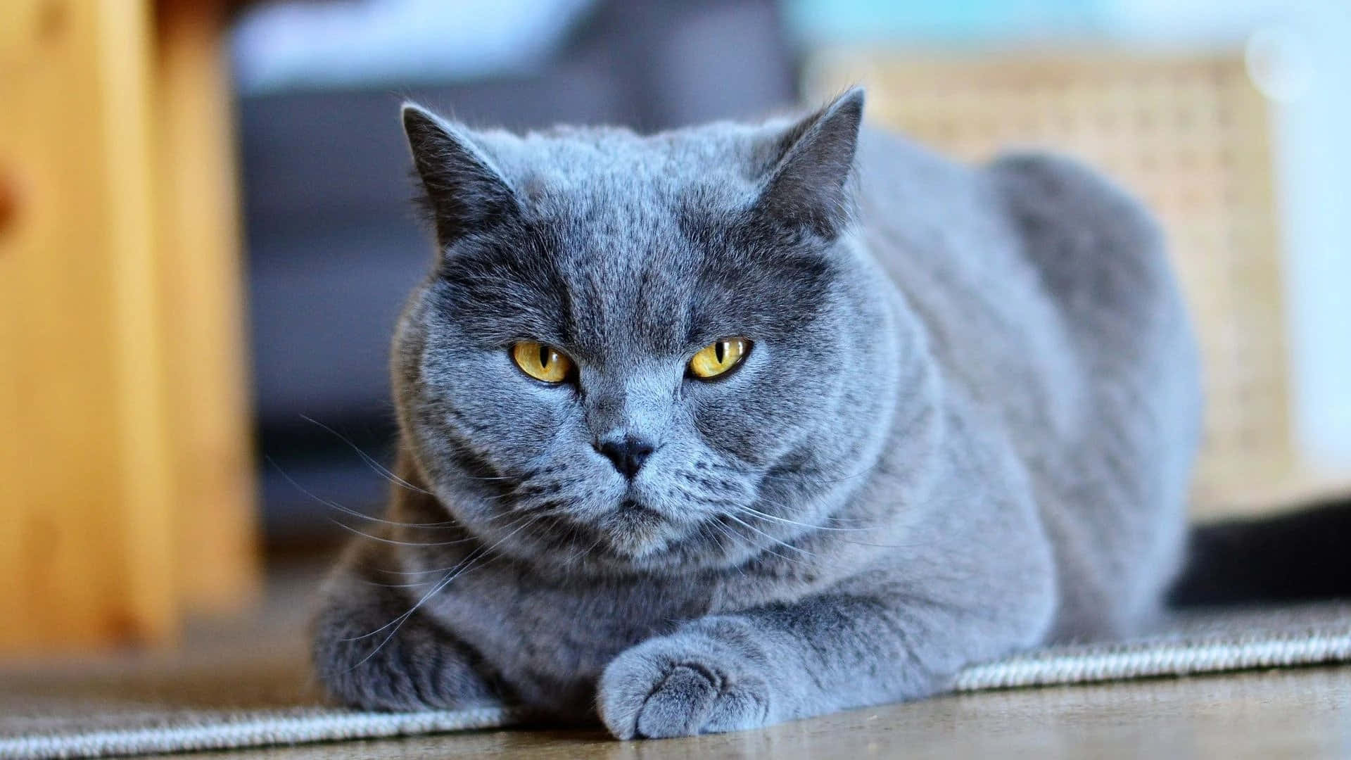 British Shorthair Grey Cat Picture