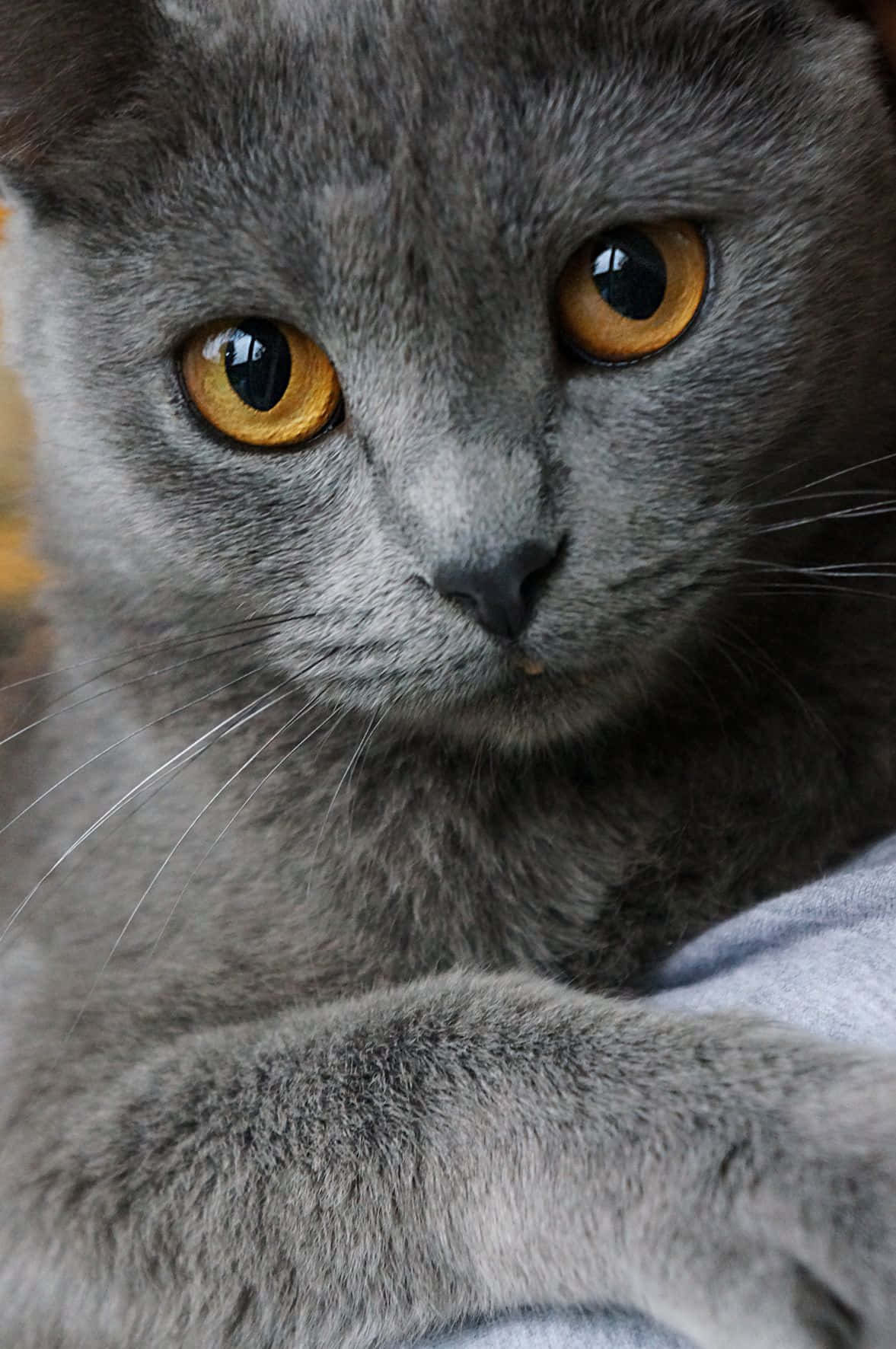 Chartreux Grey Cat Orange Eyes Picture