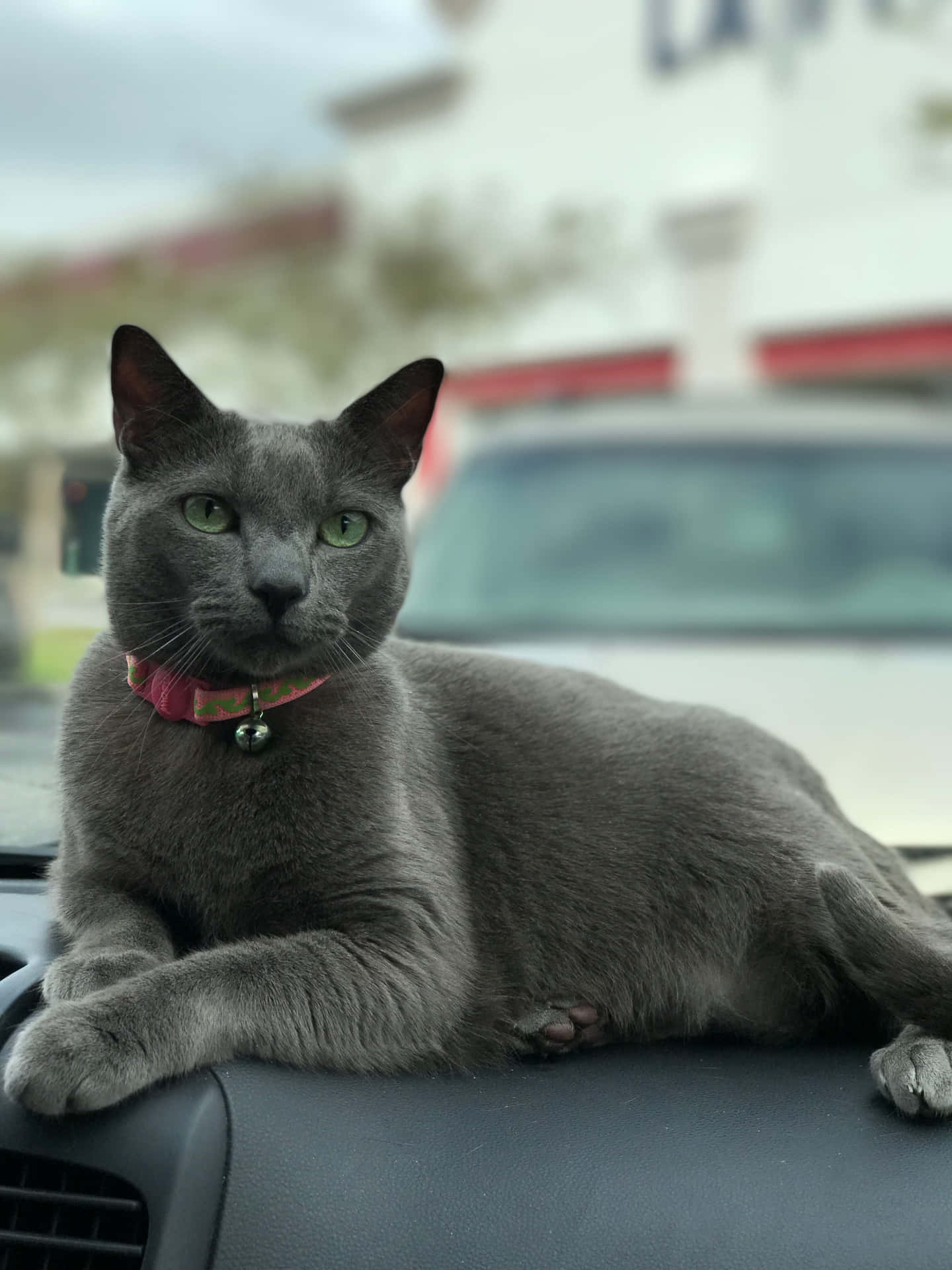 Russian Blue Grey Cat Car Picture