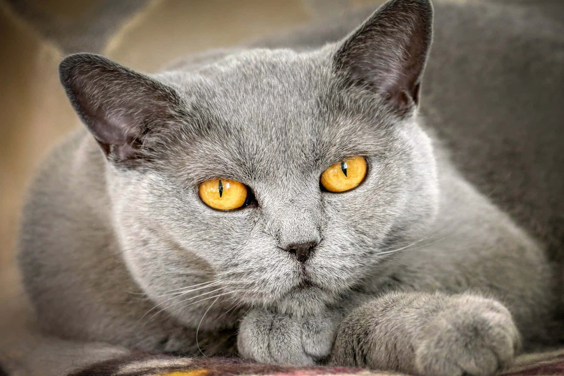 British Shorthair Grey Cat Yellow Eyes Picture