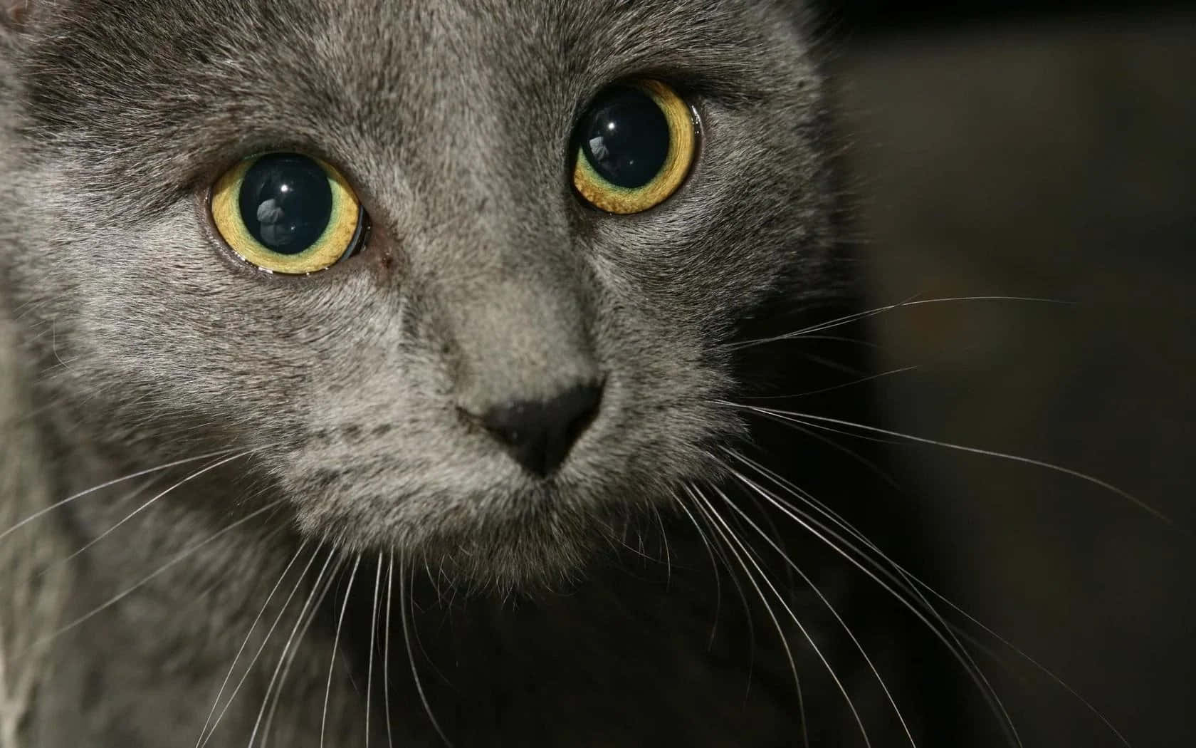Russian Blue Grey Cat Eyes Picture
