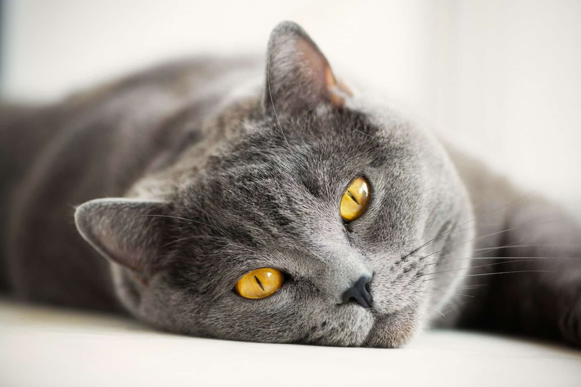 British Shorthair Grey Pet Cat Picture