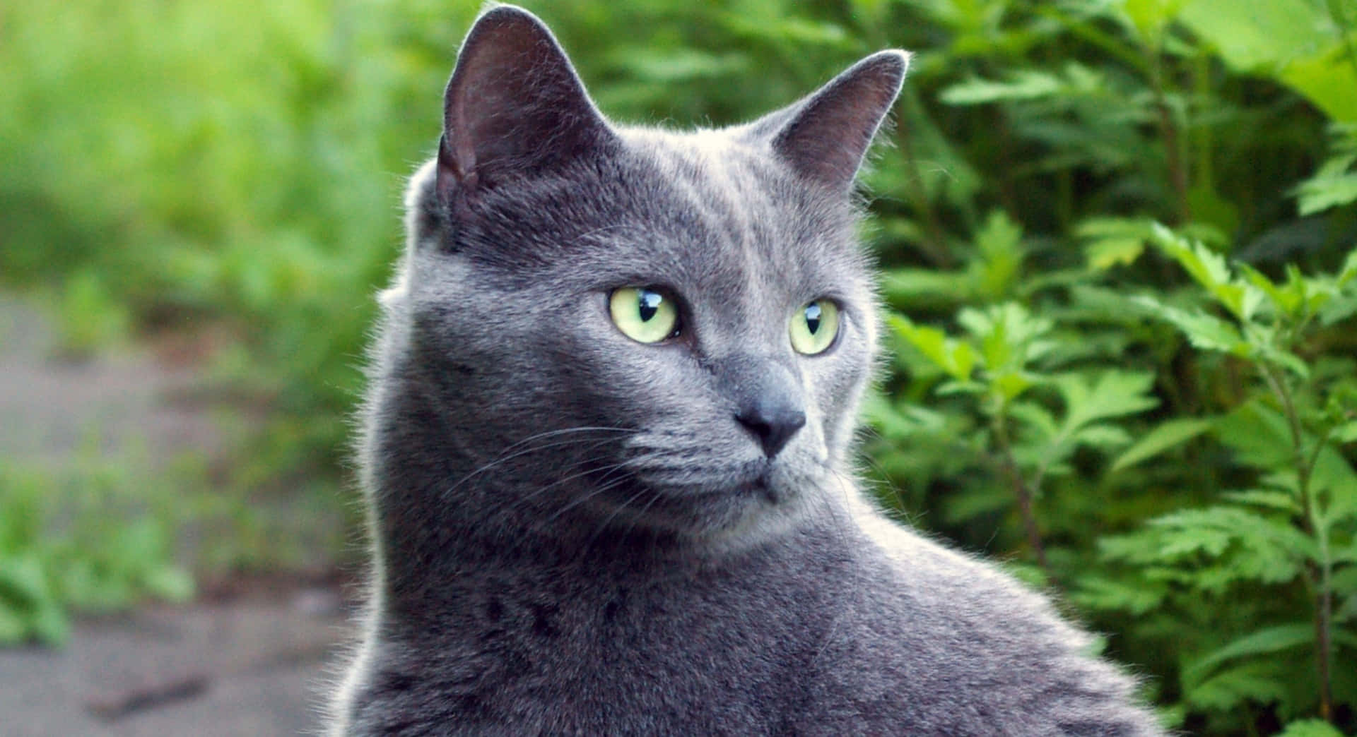 Russian Blue Grey Cat Nature Picture