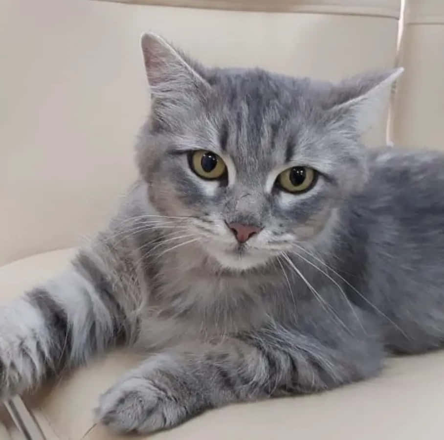 Кличка полосатому. Британская кошка серая табби. Тэбби Кэт серый. Пепельный окрас кошки. Кошка пепельного цвета.