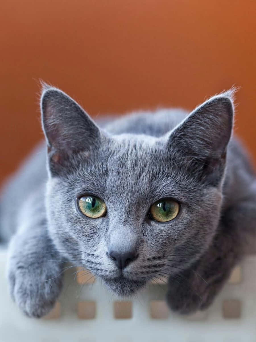 Pet Russian Blue Grey Cat Picture