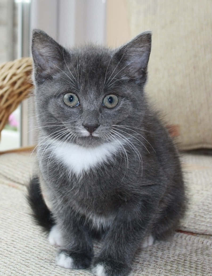 British Shorthair Grey Cat Surprised Picture