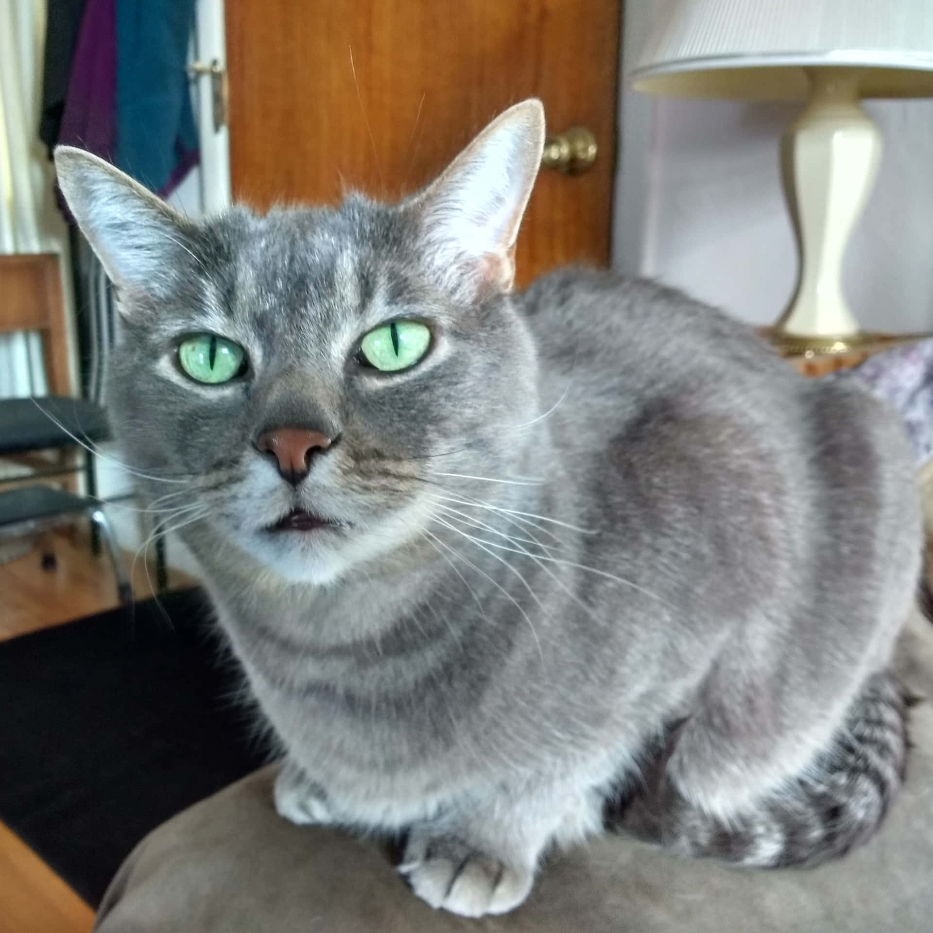 Russian Blue Grey Cat Green Eyes Picture