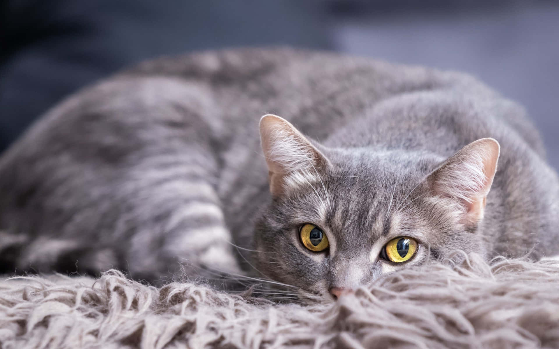 Tabby Grey Cat Vintage Aesthetic Picture