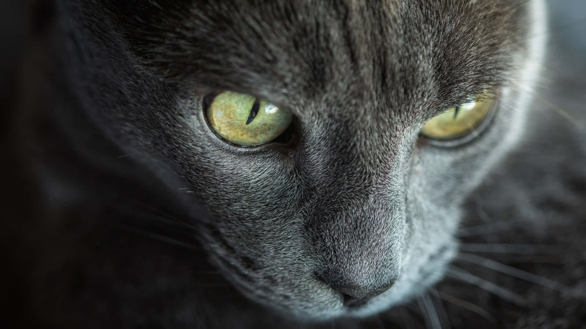 Korat Grey Cat Closeup Picture