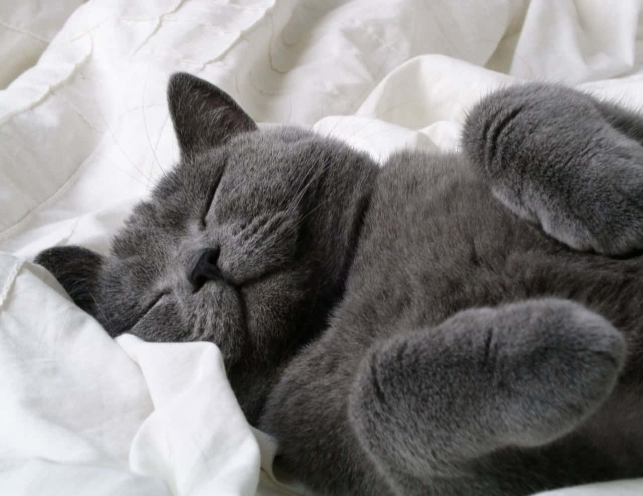 Russian Blue Sleeping Grey Cat Picture