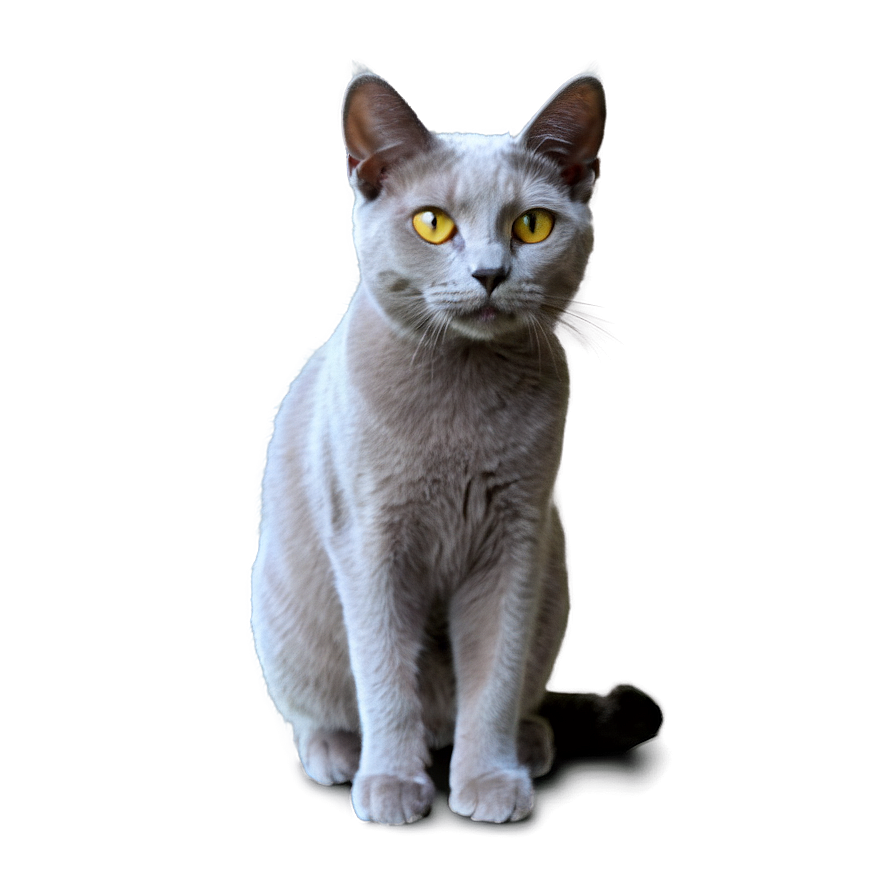 Grey Cat Png 06232024 PNG