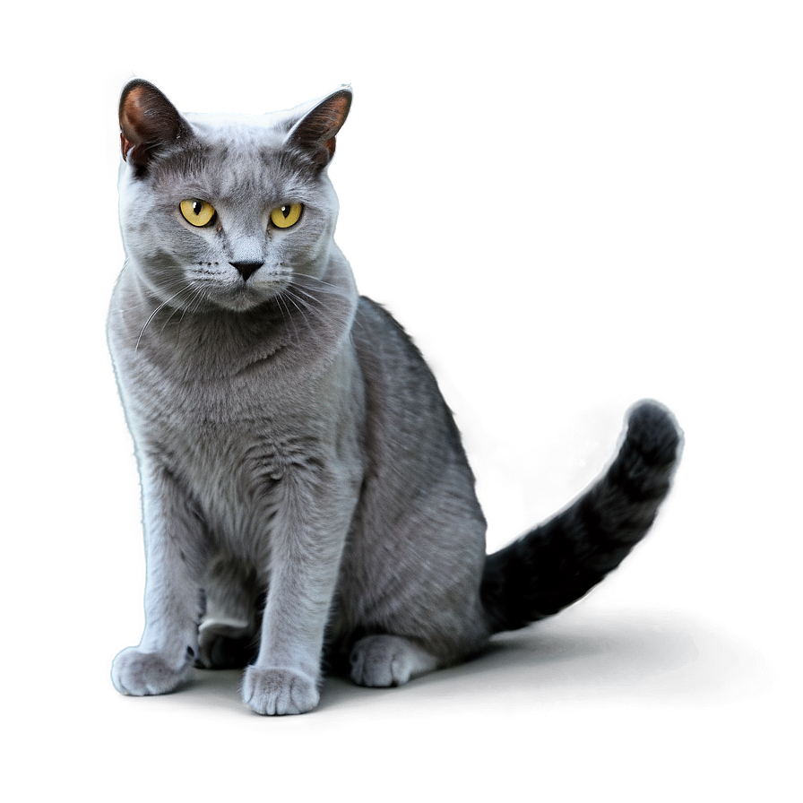 Grey Cat Profile Png Hsm69 PNG