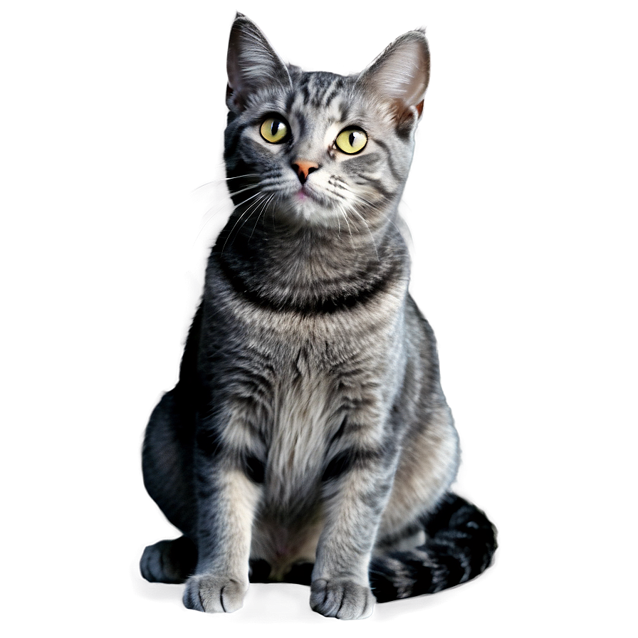 Download Grey Cat Sitting Png Cvn | Wallpapers.com