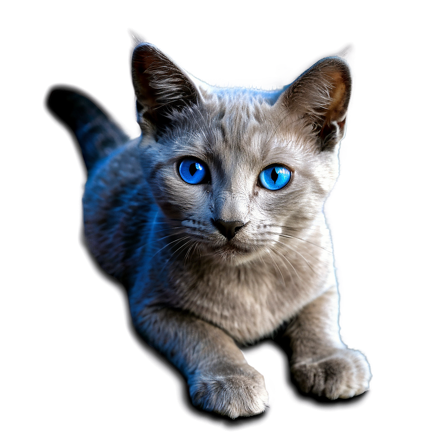 Grey Cat With Blue Eyes Png Lgy PNG