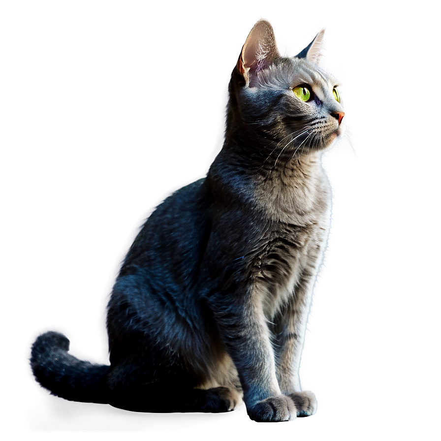 Grey Cat With Green Eyes Png Ara PNG