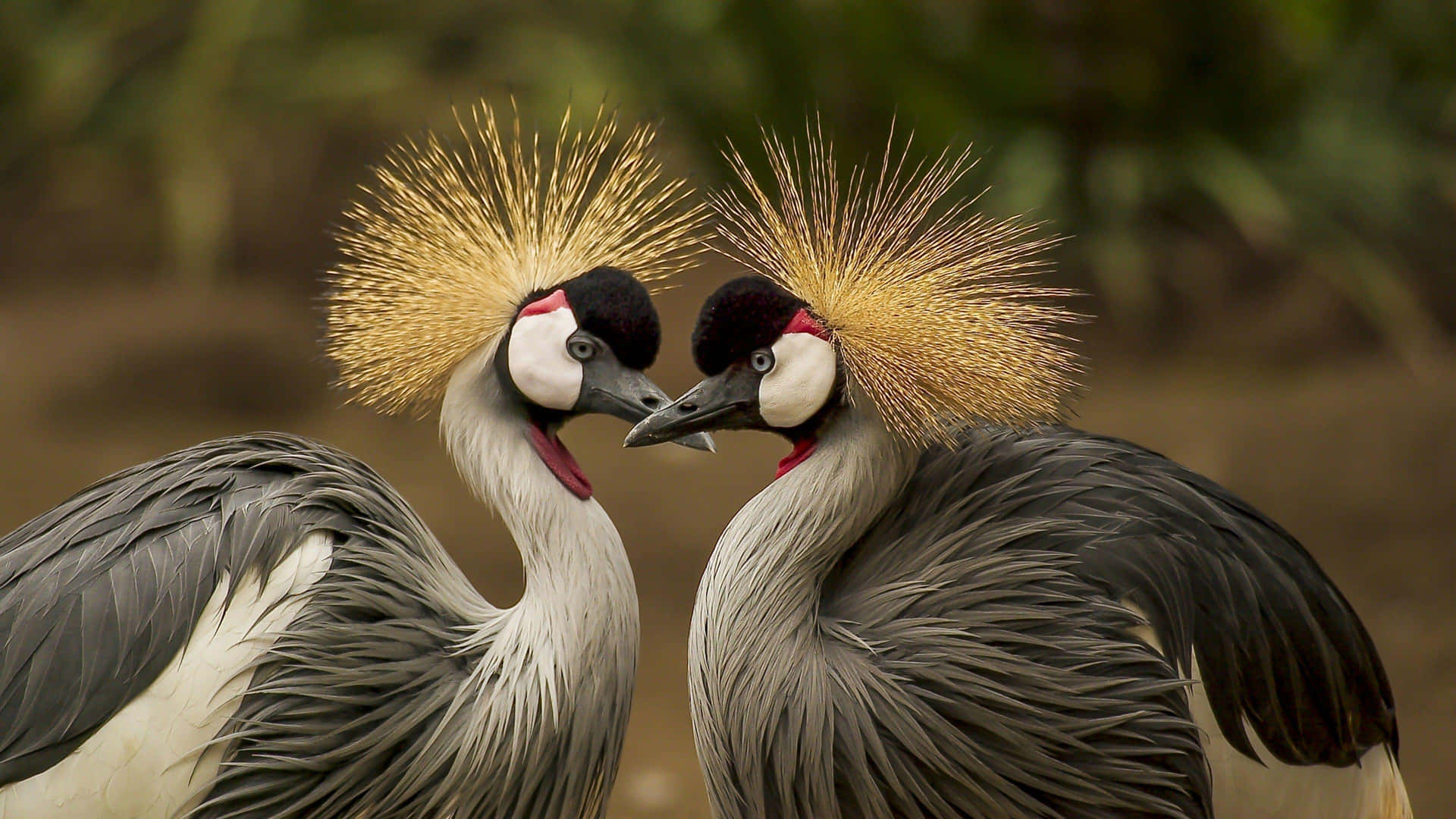 Grey Crowned Cranes Bonding.jpg Wallpaper