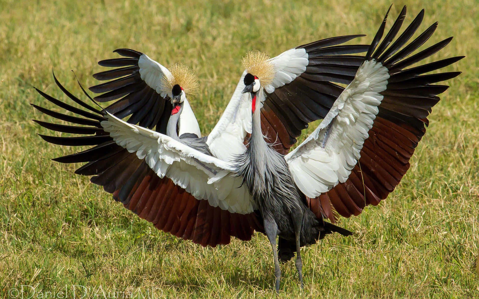 Grey Crowned Cranes Displaying Wallpaper