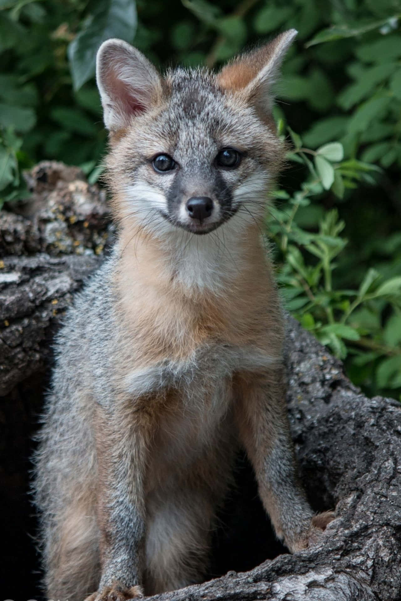 Grey Fox Cub On Tree Trunk Wallpaper
