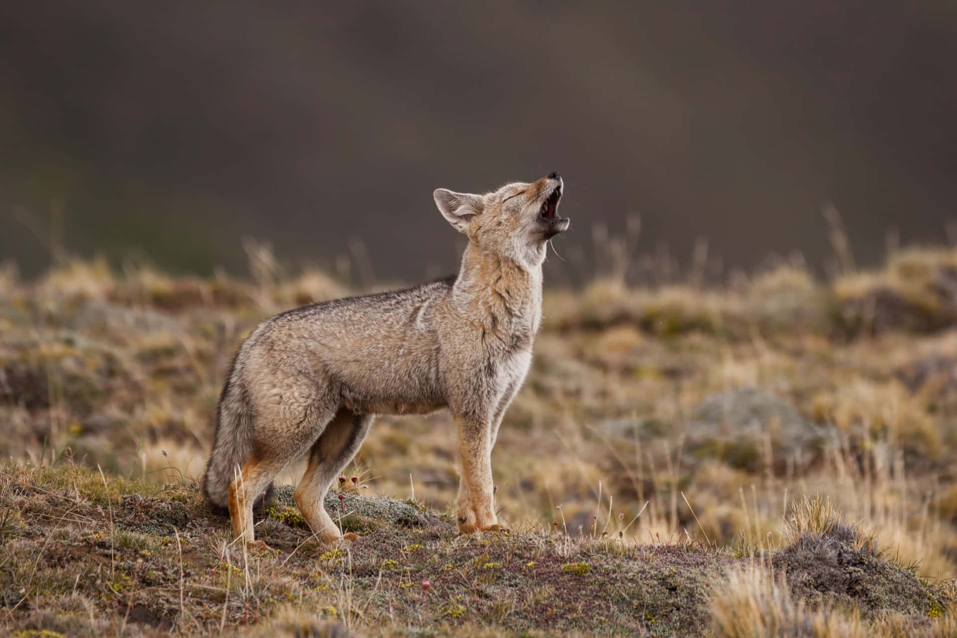 Grey Fox Howlingin Wilderness Wallpaper