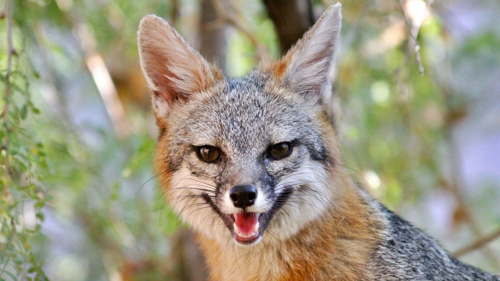 Grey Fox Portraitin Nature.jpg Wallpaper