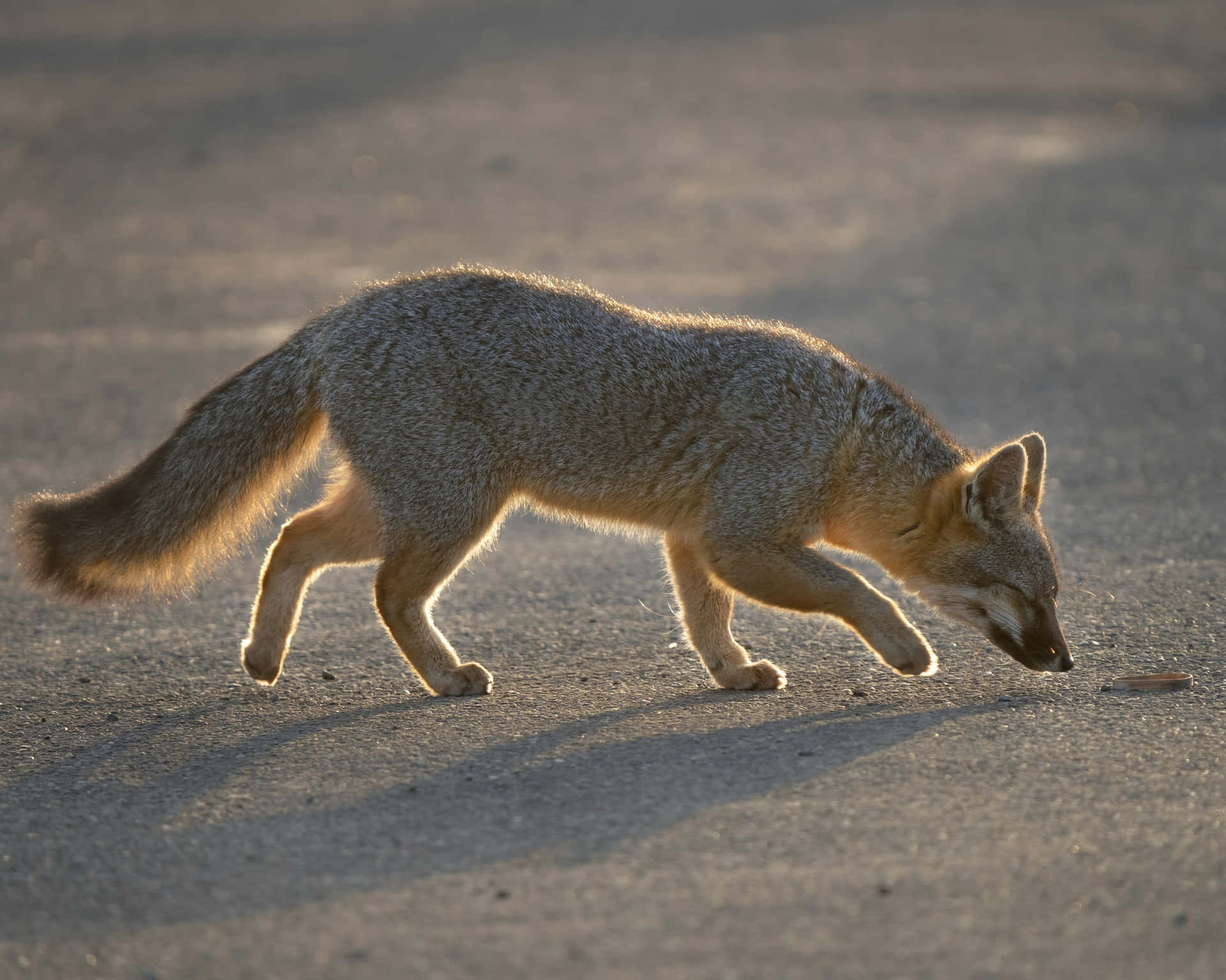 Grey Fox Sunset Stroll.jpg Wallpaper