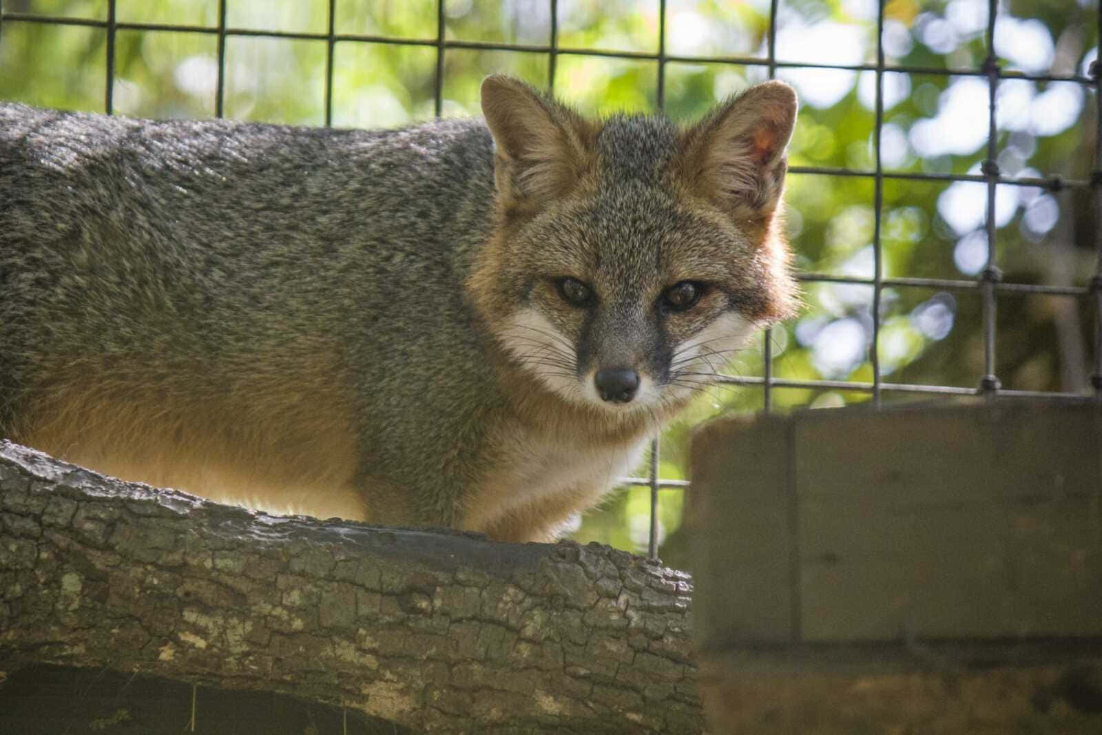 Grey Foxin Captivity.jpg Wallpaper