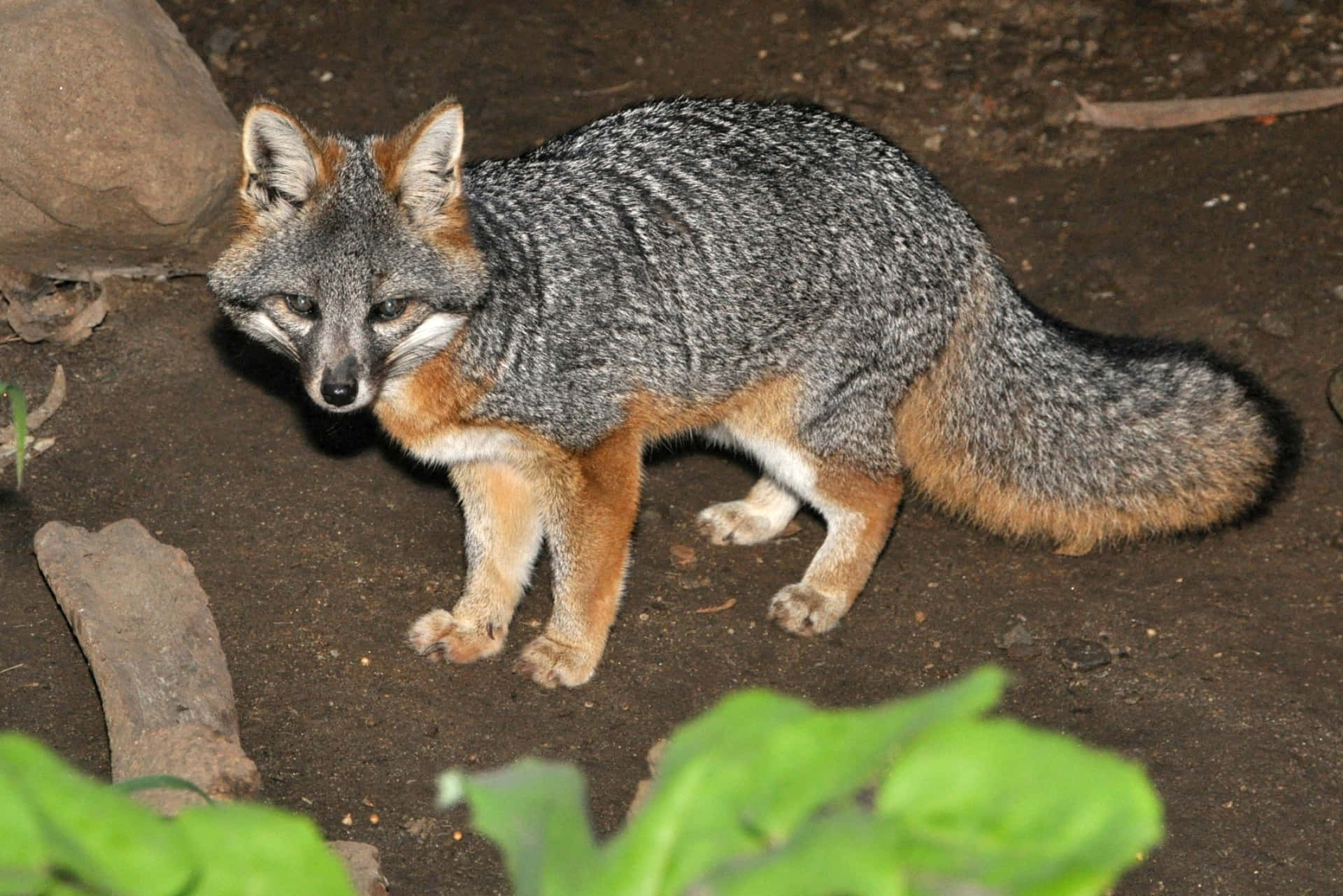 Grey Foxin Habitat.jpg Wallpaper