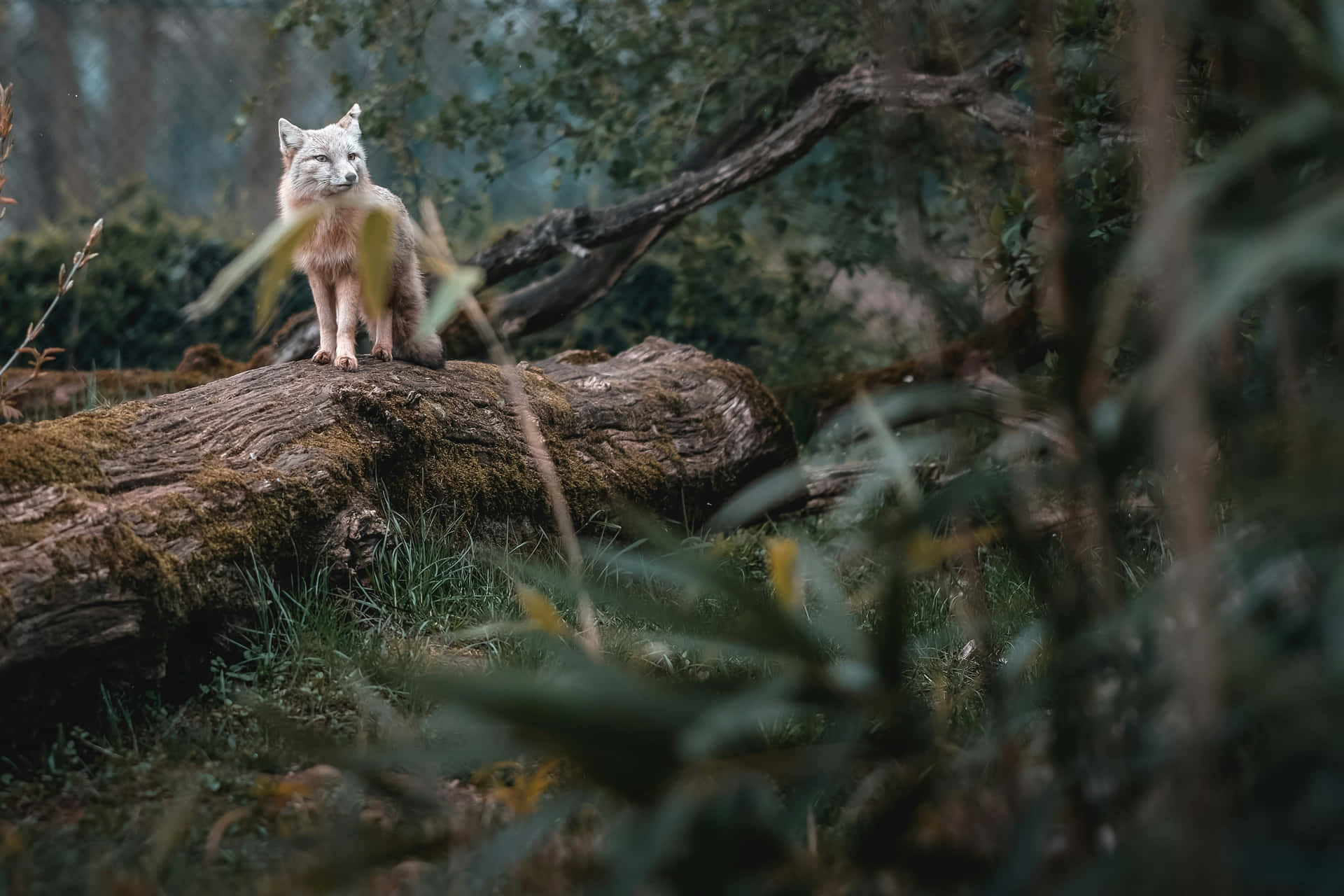 Grey Foxin Natural Habitat.jpg Wallpaper