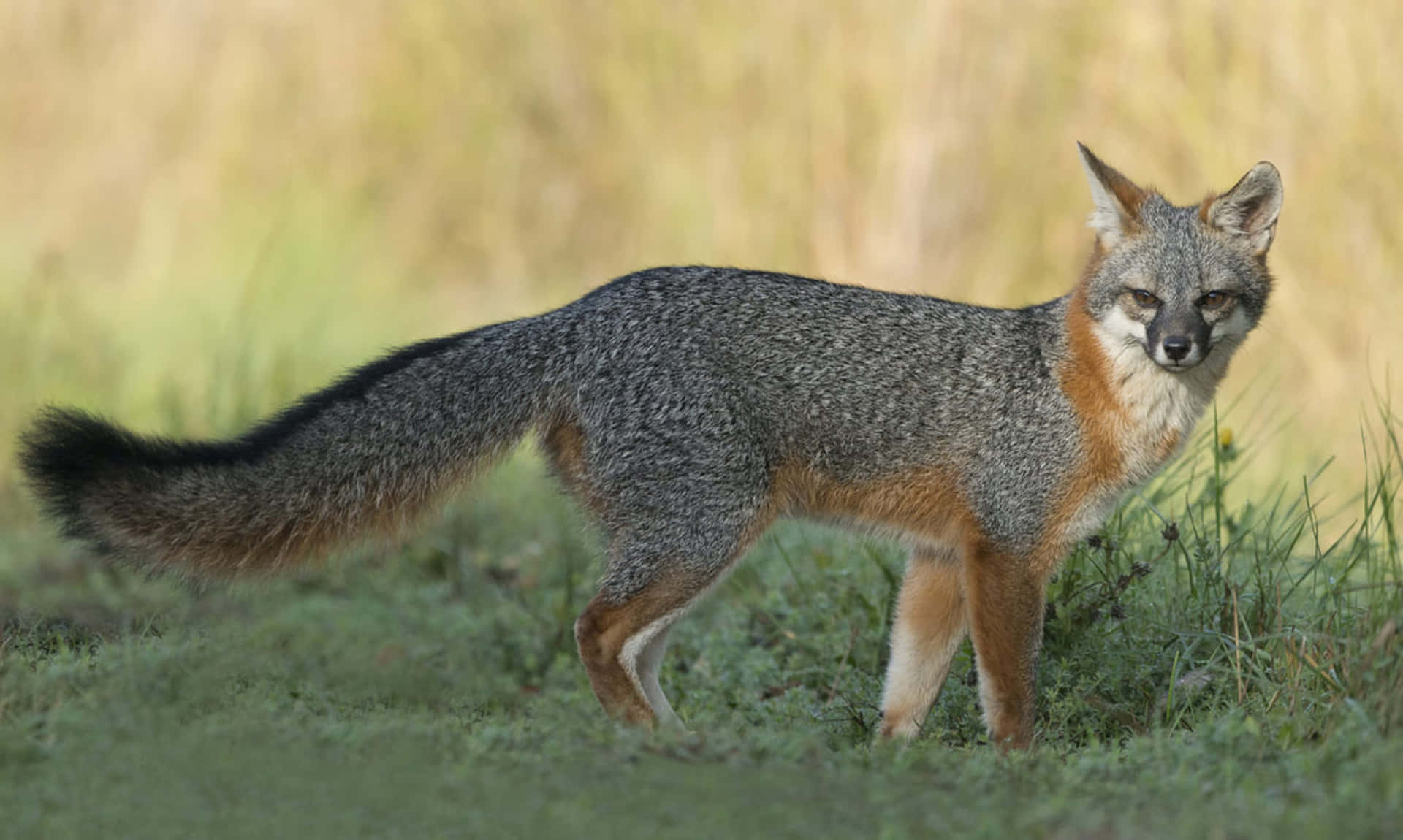 Grey Foxin Natural Habitat.jpg Wallpaper