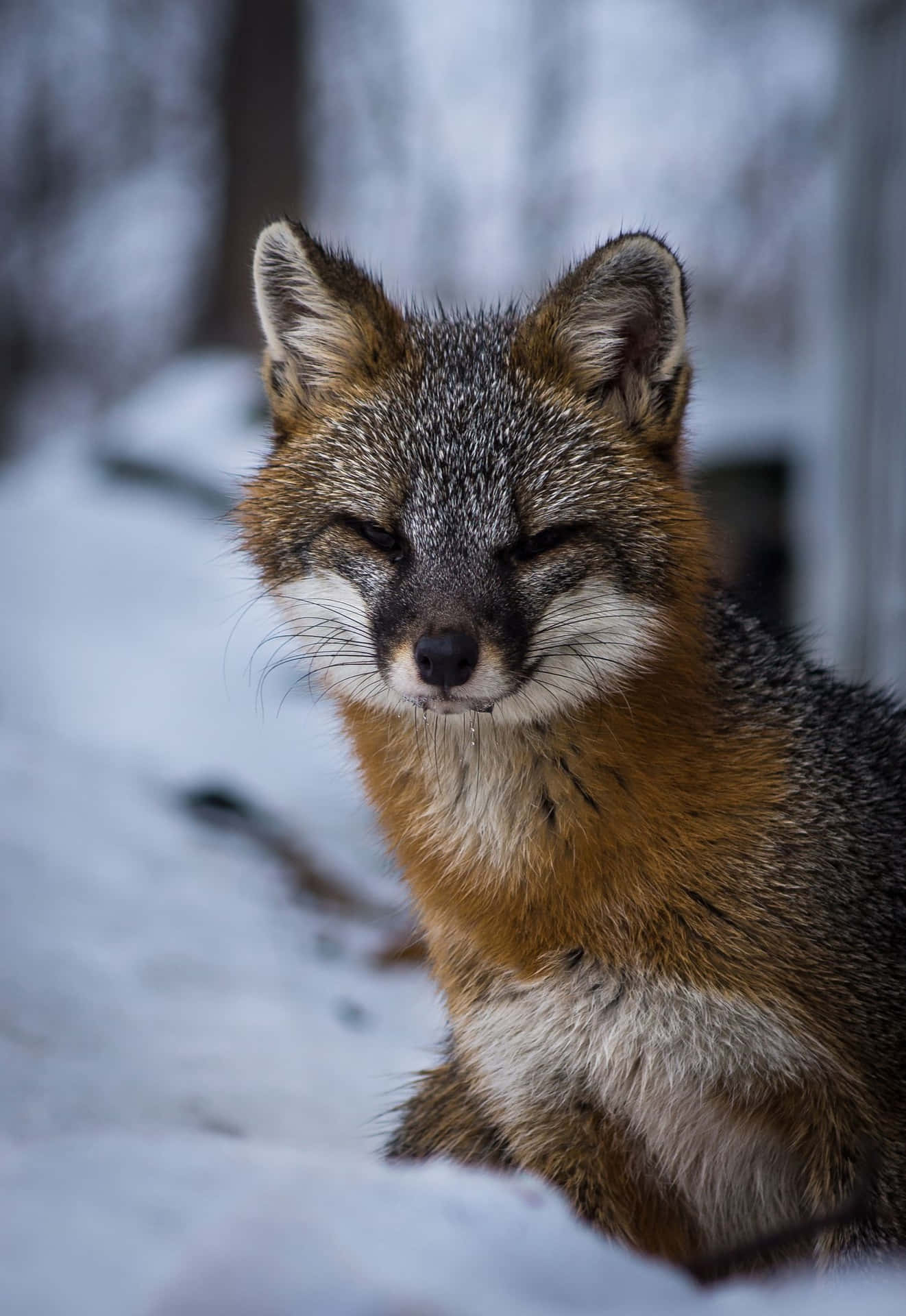 Grey Foxin Snow Wallpaper
