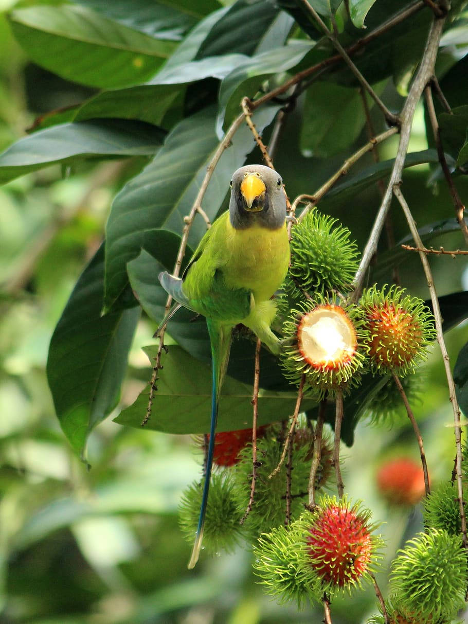 Grey Headed Parakeet Eating Rambutan Fruits Wallpaper