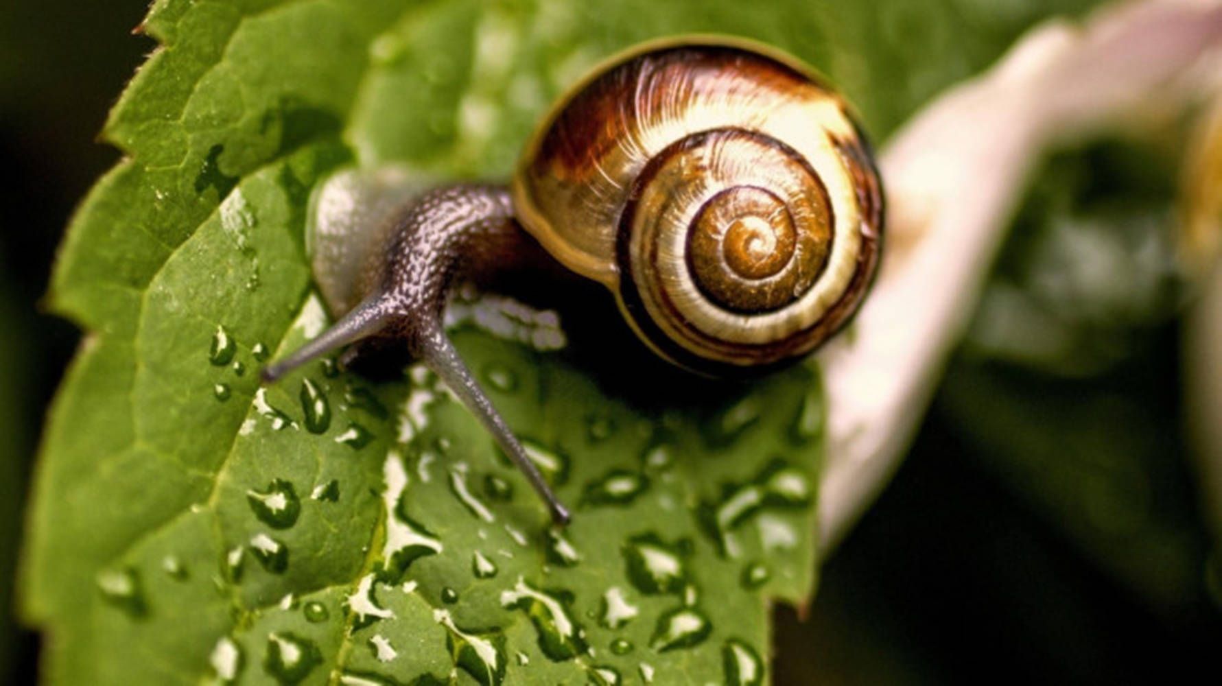 Grey-Horned Snail Wallpaper