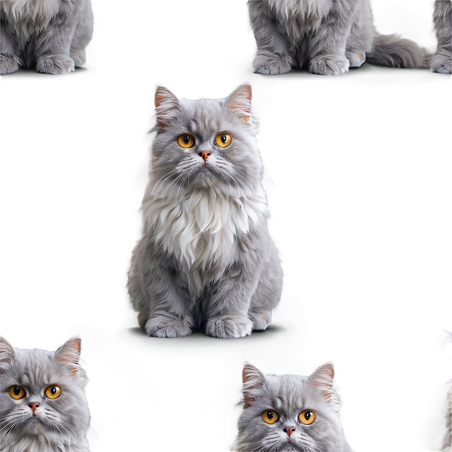 Grey Persian Cat Png 56 PNG