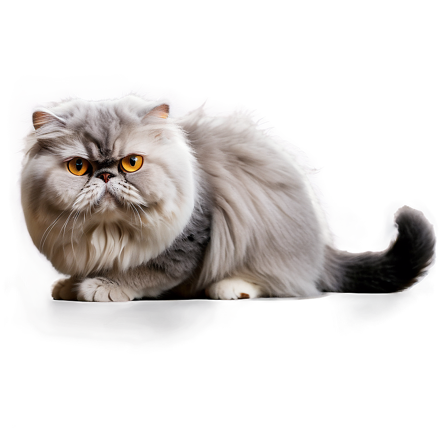 Grey Persian Cat Png Aqb PNG